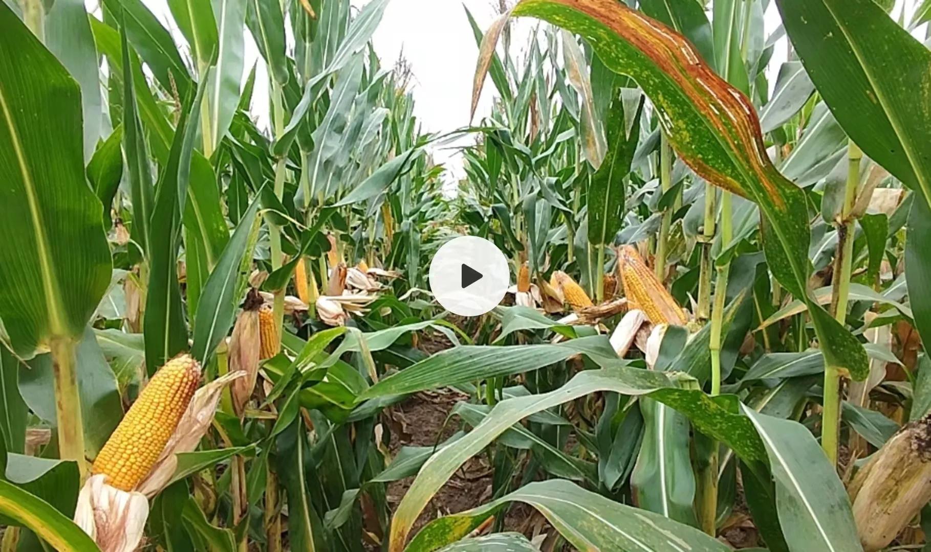 2020年啥时候玉米挂牌,玉米啥时候挂牌