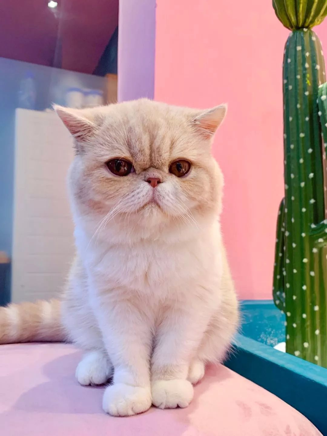 2019宠物排名,2022宠物排行榜