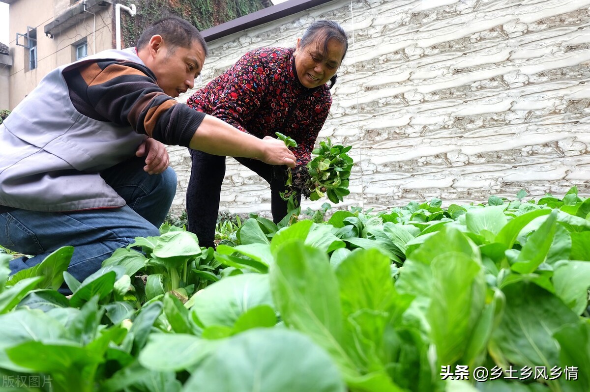 种植蔬菜长虫子怎么除掉,种蔬菜有虫怎么办