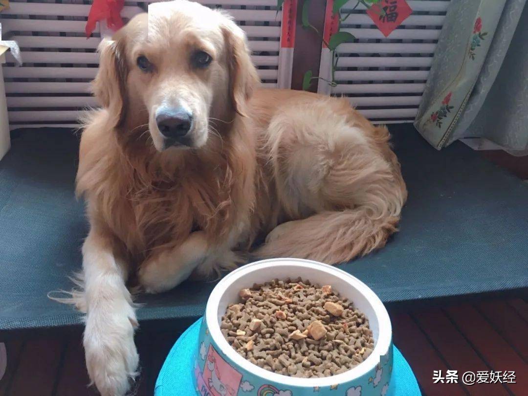 狗狗沉浸式吃冻干大餐和肉,狗狗吃冻干肉大餐