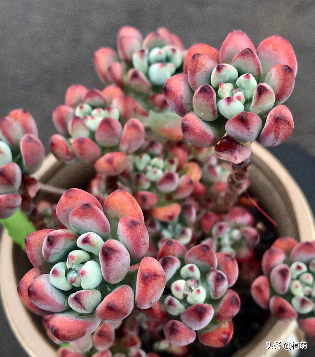 漫画汤姆徒长了怎么办,漫画汤姆出状态