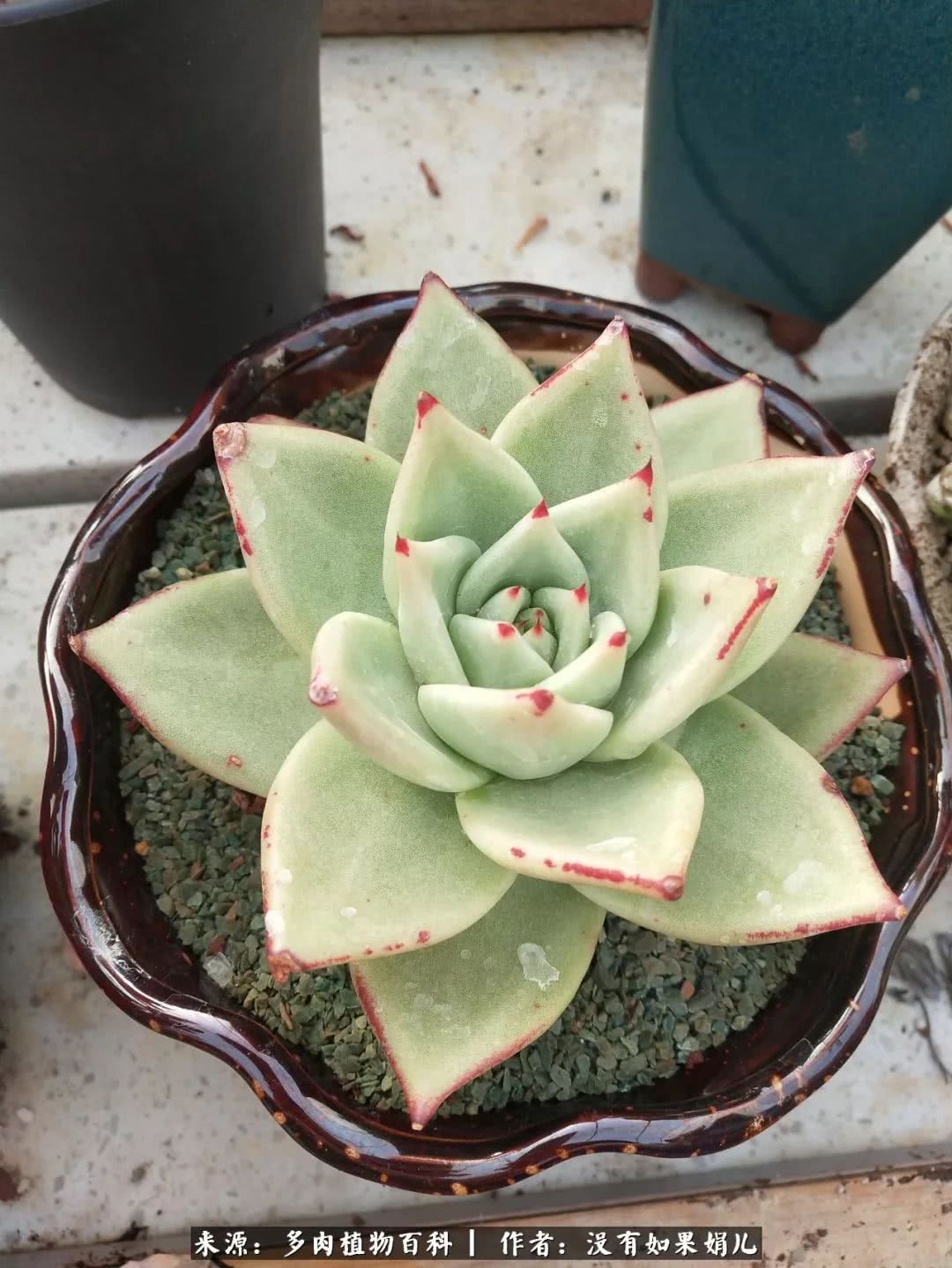 明人不说暗话，我为多肉而来！