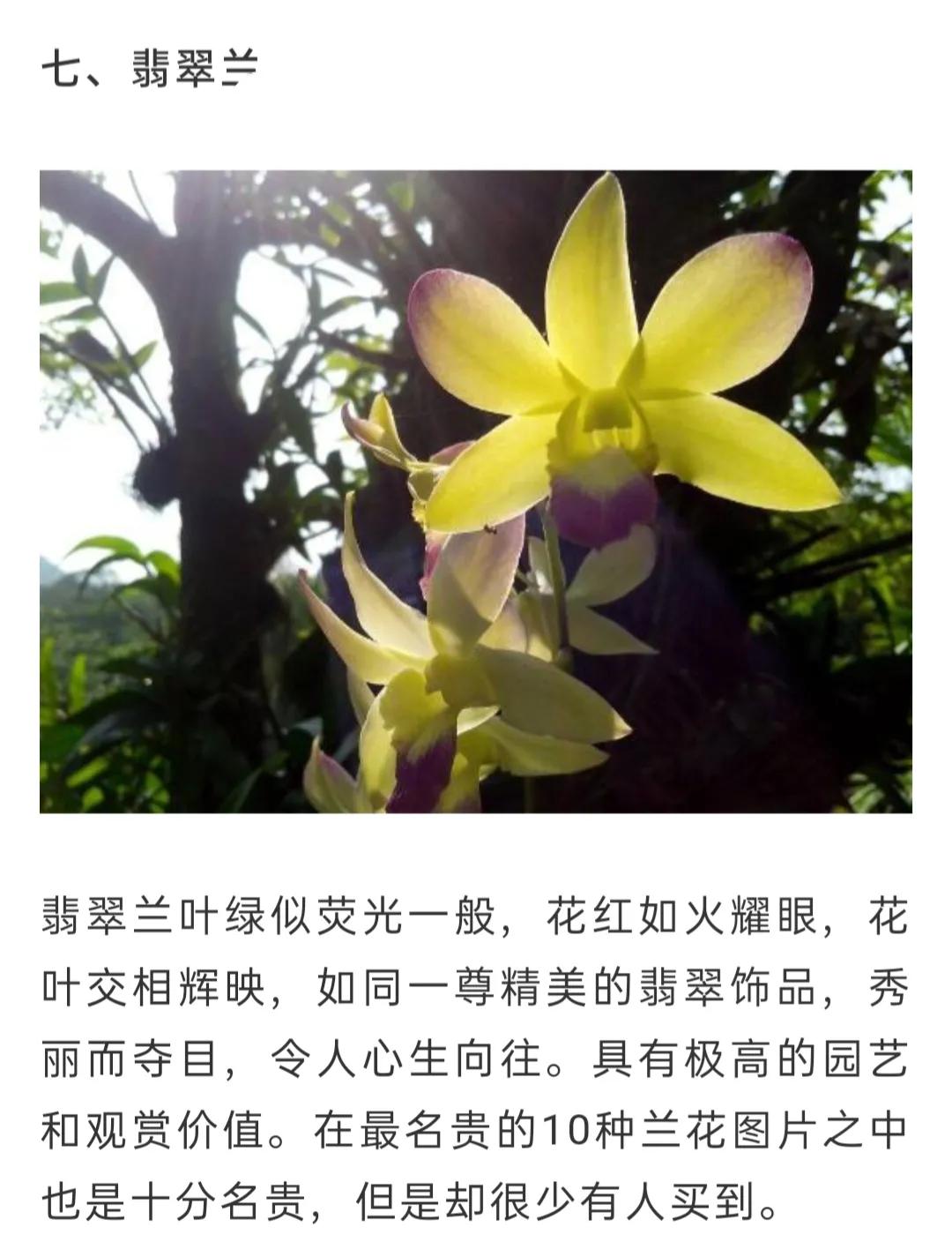 兰花品种大全简介,兰花种类讲解视频