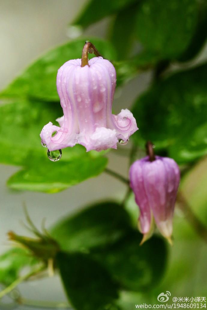 藤本植物皇后铁线莲,藤本皇后铁线莲品种