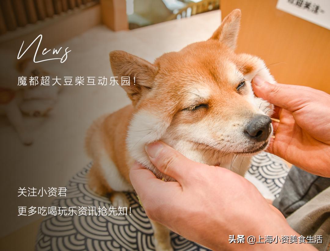 豆柴犬幼犬直播,豆柴是一只非常可爱的小狗