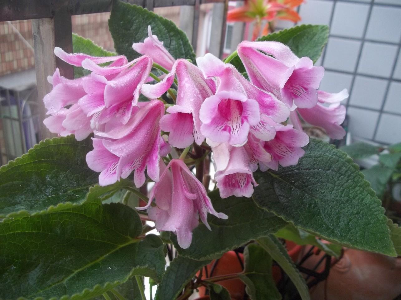 室内光线不好适合种什么,客厅采光不好养什么植物