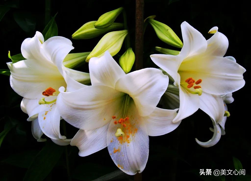 美文心阅：百合花开