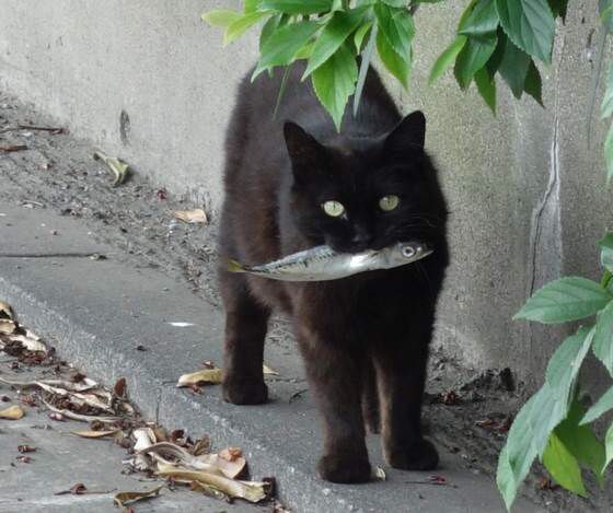中华田园猫黑猫绿眼,中国田园猫咪黑猫