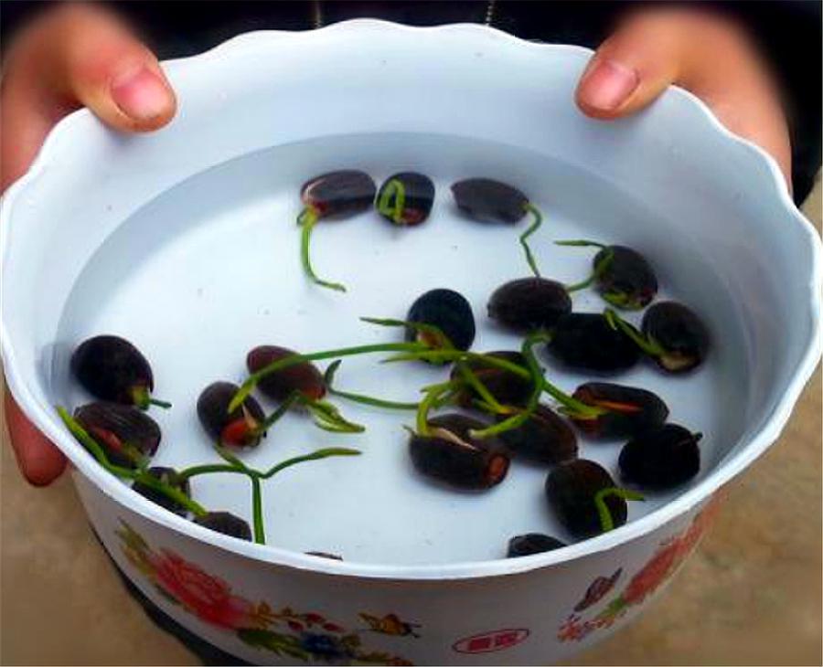 碗莲种子怎么养才能开花,碗莲种子种植全过程视频播放