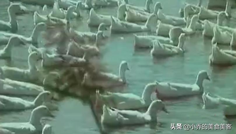 八十年代北京烤鸭完整版视频,80年代北京烤鸭视频