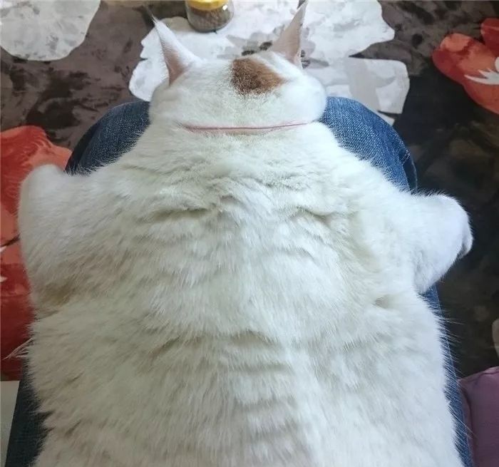 猫咪到底是什么样的猫,猫到底是个什么物种至今还是个谜