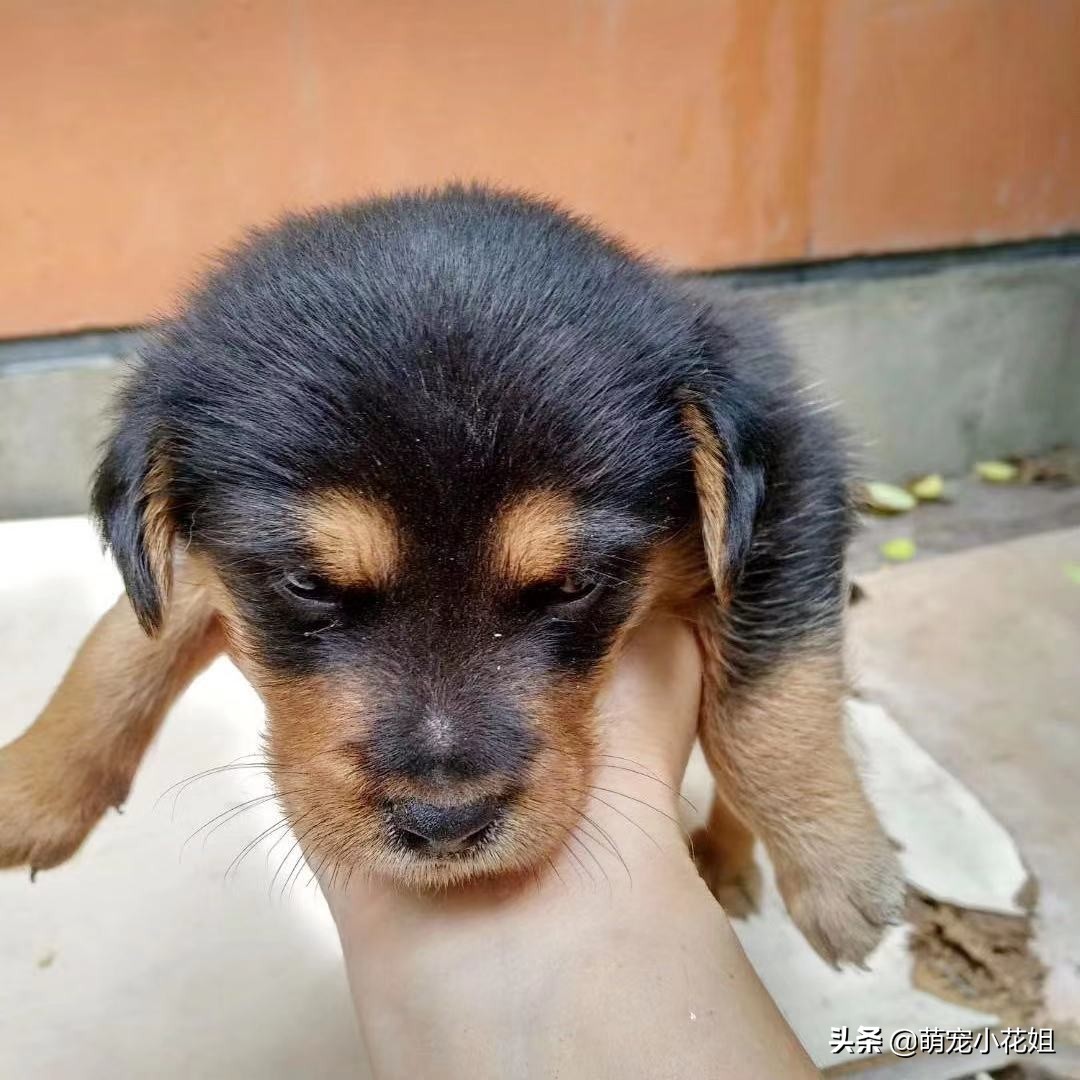 中华田园犬流浪能活下来吗,流浪田园犬幼崽死亡