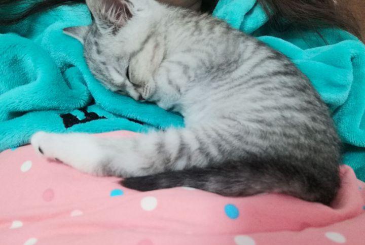 英短1200元靠谱吗,一千元的英短靠谱吗