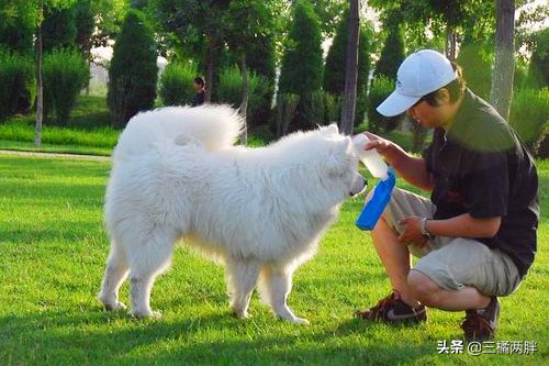 养宠小知识狗狗便秘喝蜂蜜有用吗,狗狗喂头孢可以缓解细小吗