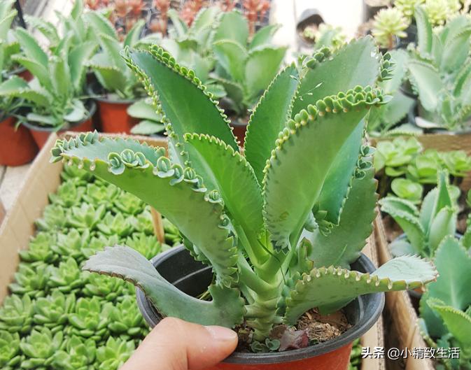 盘点6种适合秋天养的多肉,适合一年四季阳台养的多肉植物