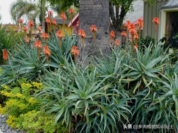 10种公认阳台露养的多肉,夏天阳台露养多肉