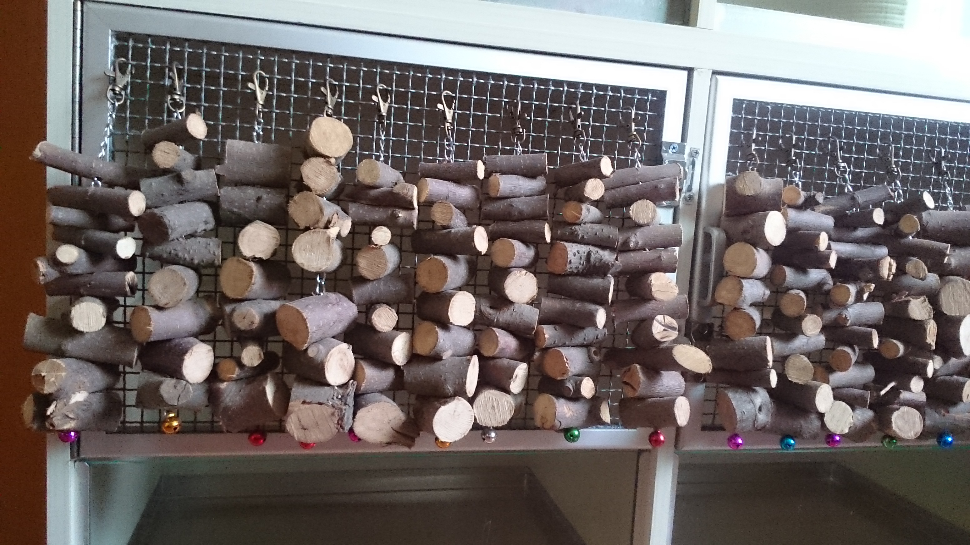 龙猫新手饲养套装,龙猫新手攻略