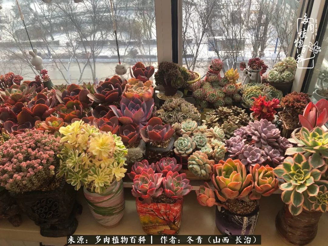 新手养多肉知道这4点打好基础,阳台上养多肉的正确方法