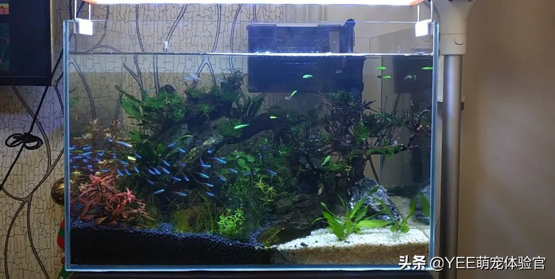 亚克力鱼缸的优点和缺点,用亚克力做鱼缸会让鱼中毒吗