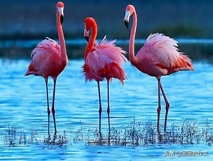 二年级作文大西瓜,二年级作文的方法与技巧