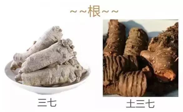 三七活血化瘀提高免疫力,三七食疗活血化瘀