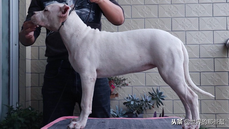 哪些大型猛犬不能养,什么样的猛犬适合当宠物养