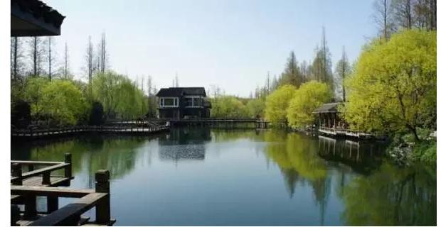 2019杭州春游,杭州踏青龙井村