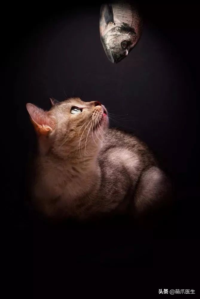 猫爱吃鱼可是怕水,猫爱吃鱼的说法