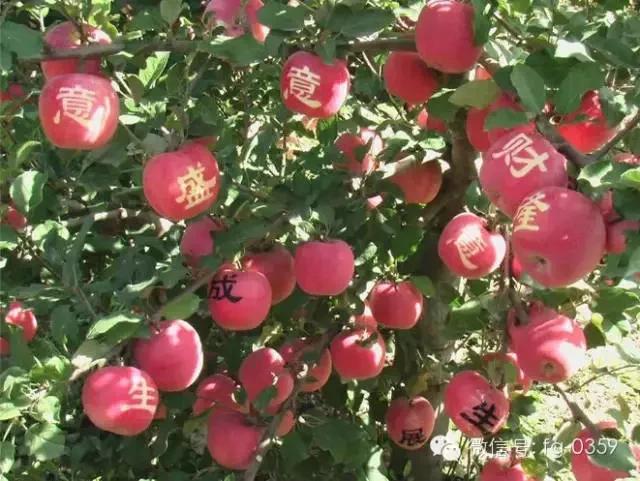 苹果套袋前打什么杀菌药好,苹果套袋的正确方法