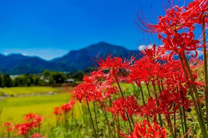 被误读的彼岸花，就是“阑边不见蘘蘘叶，砌下惟翻艳艳丛”之石蒜
