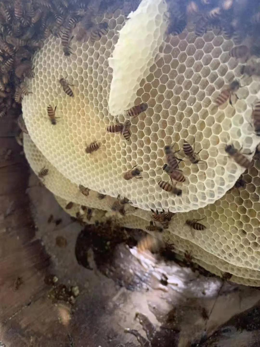 蜜蜂是如何进行诱蜂的方法,开春蜜蜂大量产雄蜂怎么处理