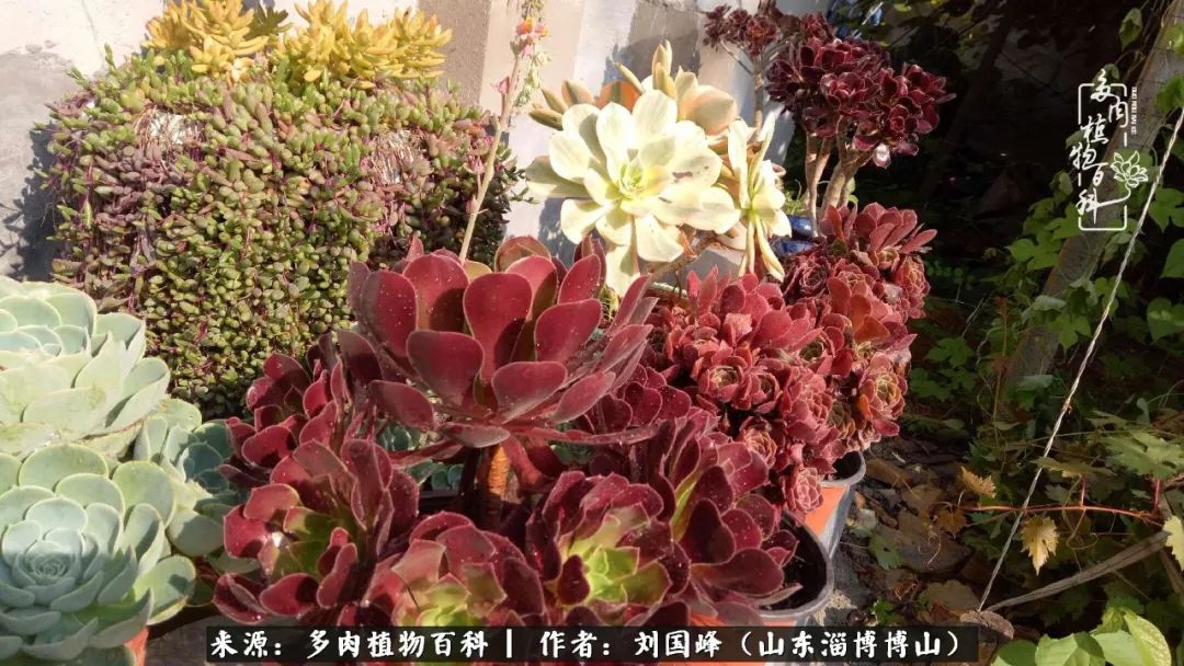 多肉安全度夏技巧,多肉如何度夏教学