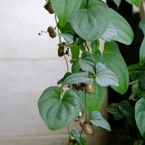 山药发出来的嫩芽能不能吃,山药长出的嫩芽能吃吗