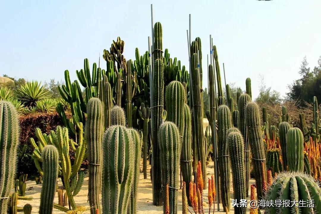 厦门旅游年卡新增,厦门旅游年卡景区预约攻略