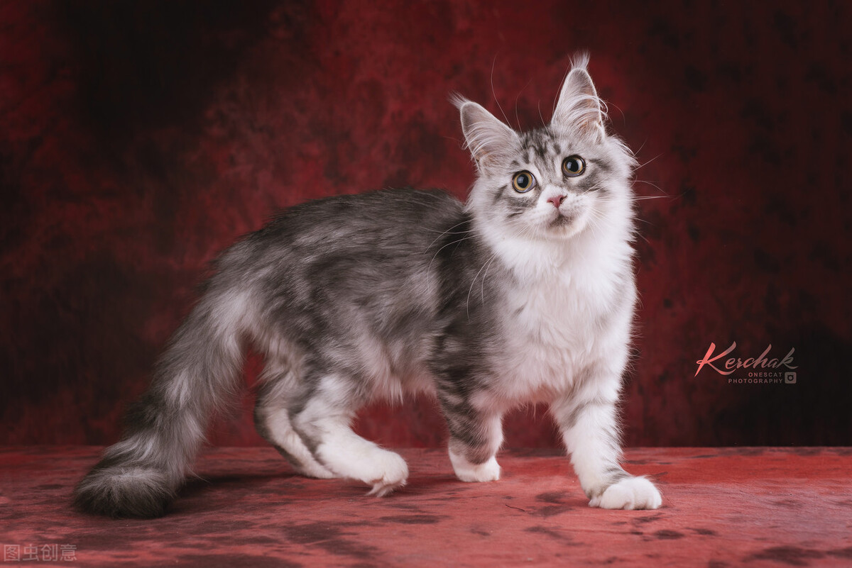 猫界顶流,猫界顶流缅因猫到底有啥魅力