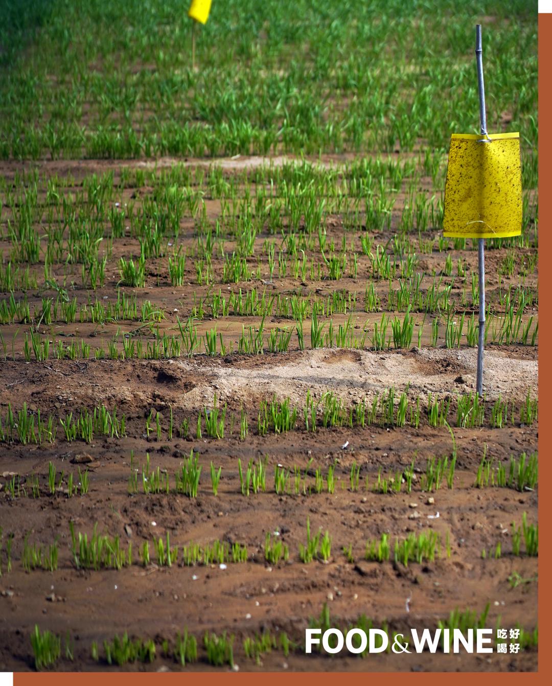 有机蔬菜为什么这么难,有机蔬菜如何种植