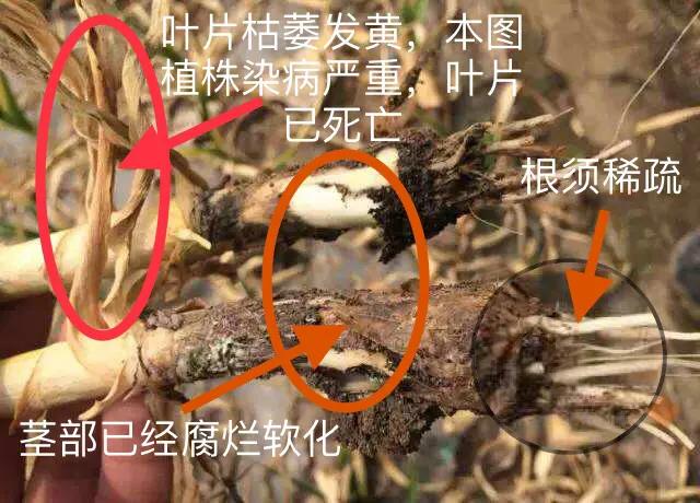 大蒜细菌性软腐病用什么药效果好,大蒜叶枯病紫斑病软腐病用什么药