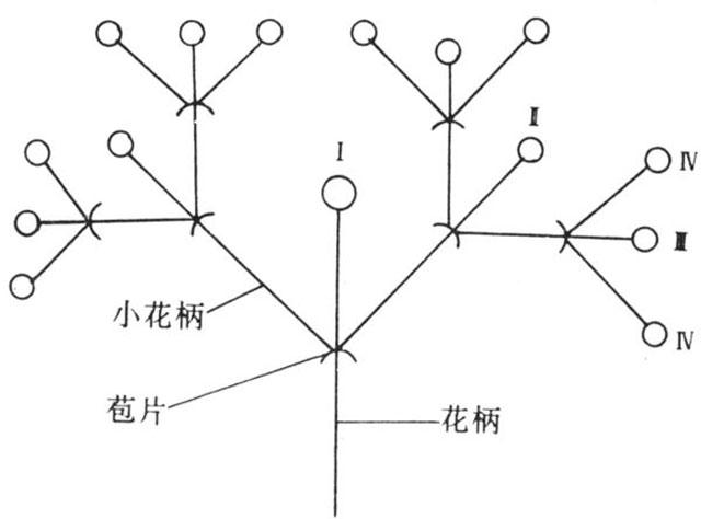 草莓打药后出现僵果怎么办,草莓控旺严重造成僵果怎么办
