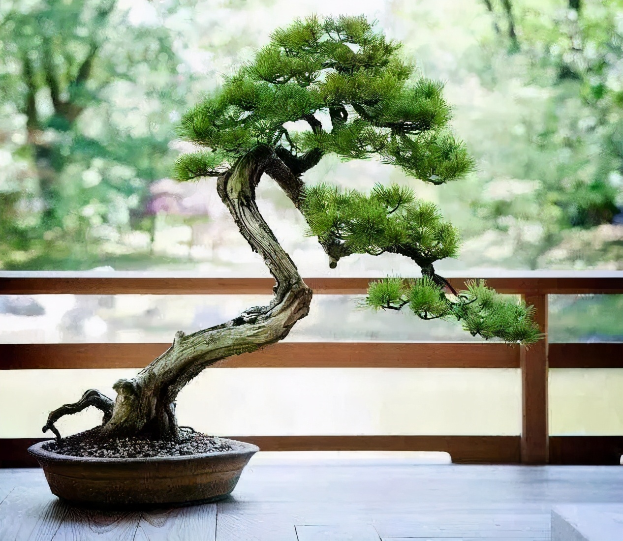 浙江小苗黑松盆景造型设计 (黑松丛林多杆盆景造型)