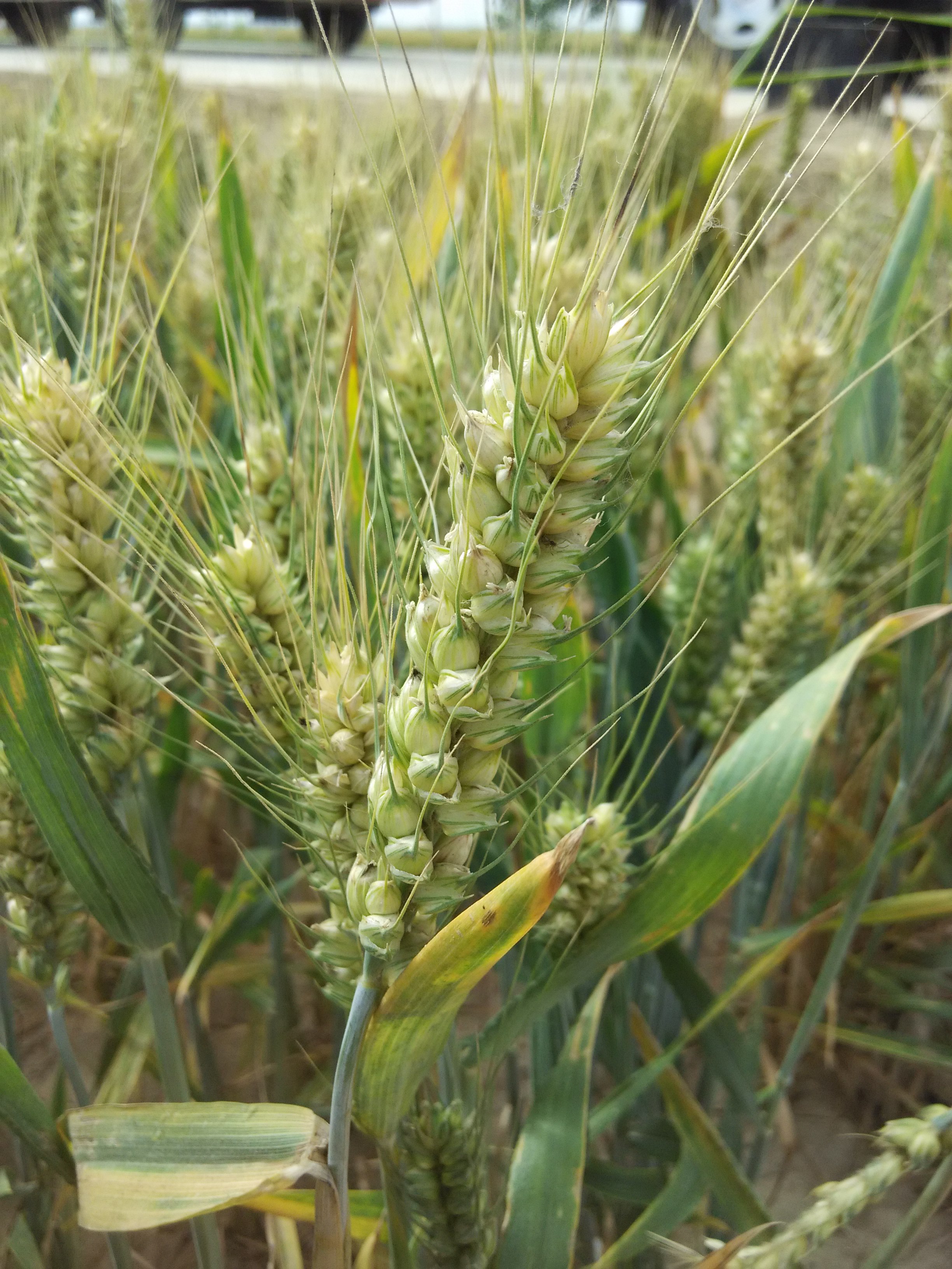 忘不了的童年味道面包,忘不了的童年味道与记忆