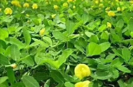 花生疯长结果少的原因,花生疯长