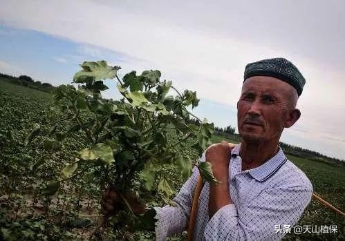 棉花枯萎病黄萎病的初次侵染源,棉花黄萎病怎么防治