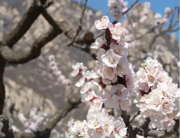 最适合赏花的花,视觉盛宴五种赏花名花供您选择