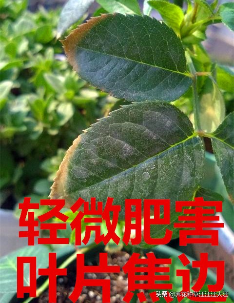 月季肥害处理方法视频,月季叶子边缘干枯是肥害还是药害