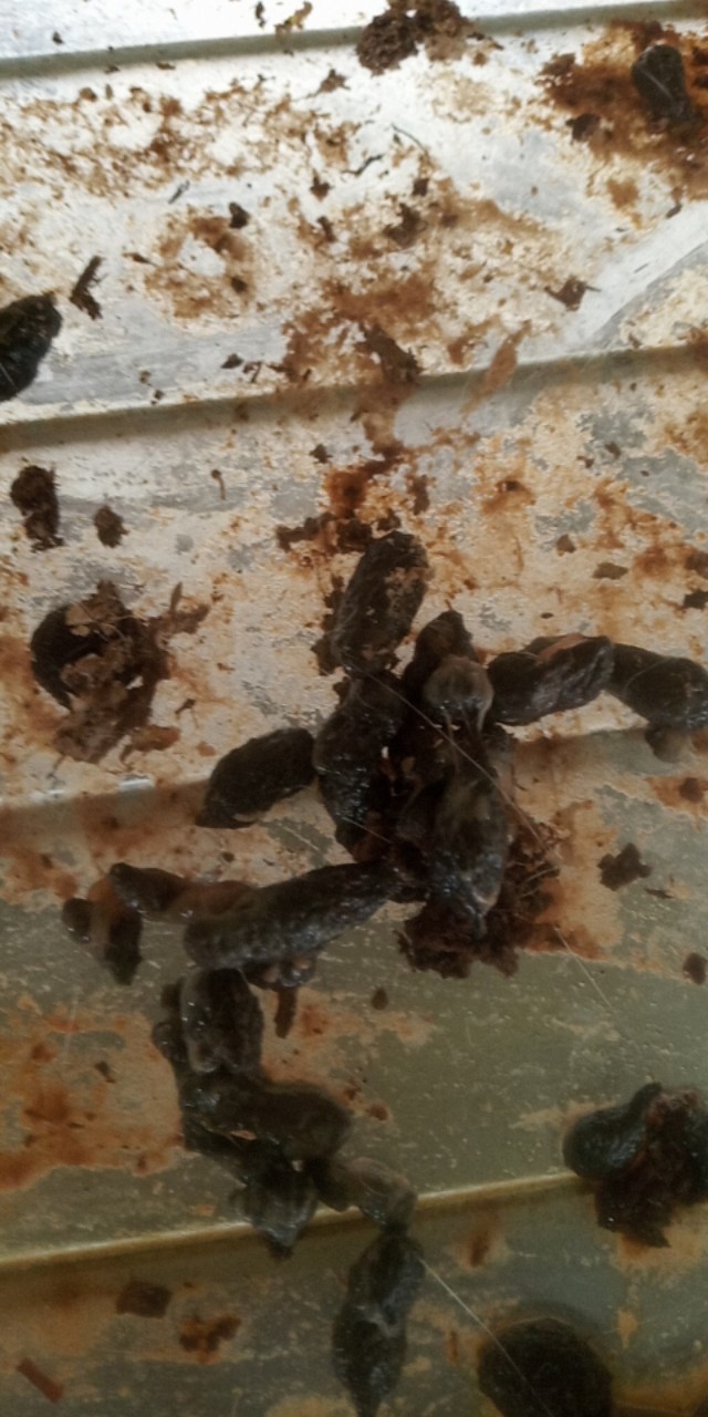 鸡预防大肠杆菌用什么药,兔兔大肠杆菌用什么药