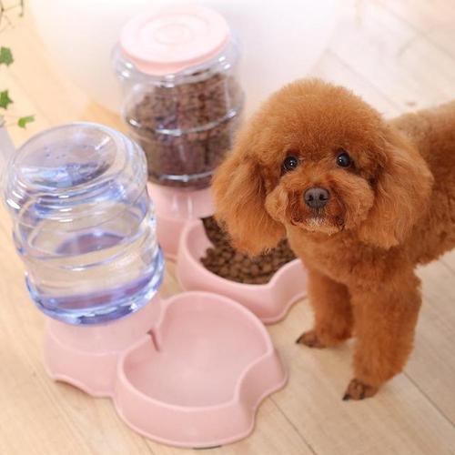 泰迪犬怎么样才能看出纯不纯呢,纯种泰迪犬有什么特征图片