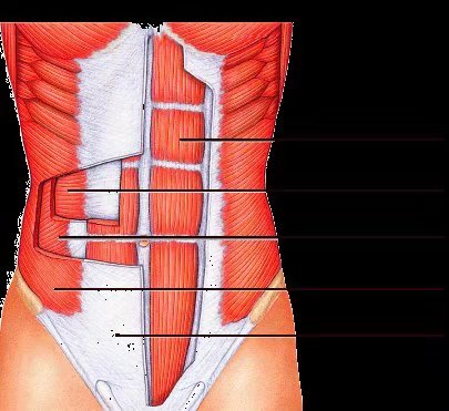 怎么练卷腹都感觉肚子胖,卷腹做多了增大腰围