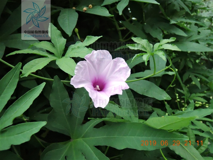 七爪金龙的功效,七爪龙泡酒功效与作用