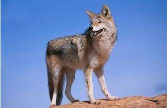 墨西哥人偷渡到美国的后果,从墨西哥偷渡去美国有多危险