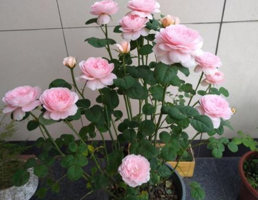 花中皇后月季花视频,小玫瑰月季怎么养护和管理